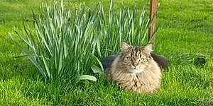 Nom Maine Coon Chat Lys