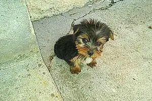 Nom Yorkshire Terrier Chien Louping