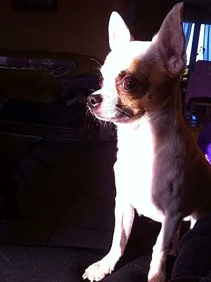 Nom Chihuahua Chien Hippy