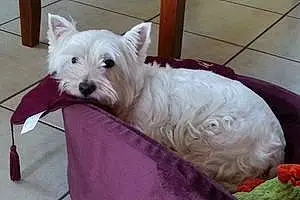 Nom West Highland White Terrier Chien Feeby