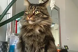Nom Maine Coon Chat Ippy