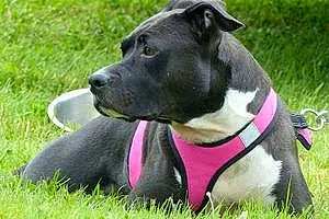 Nom American Staffordshire Terrier Chien Isys