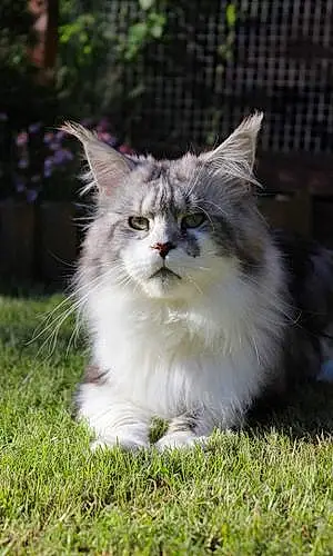 Nom Maine Coon Chat Cappuccino