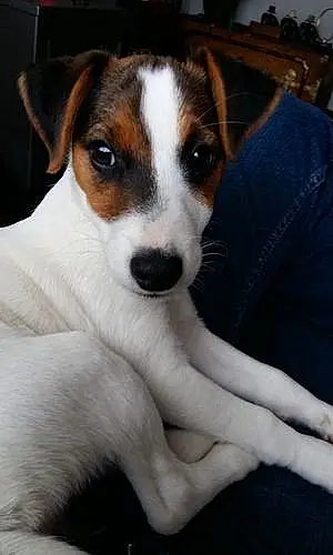 Nom Jack Russell Chien Cahuete