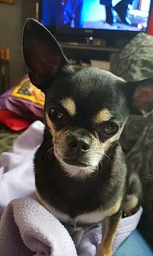 Nom Chihuahua Chien Guss