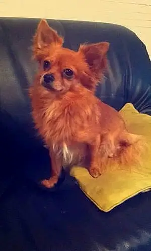 Nom Chihuahua Chien Lo