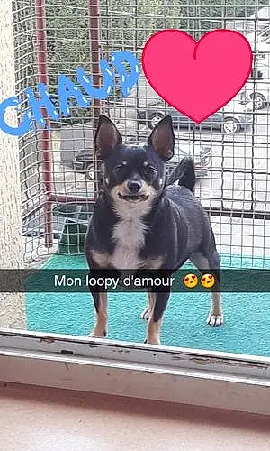 Nom Chihuahua Chien Loopy