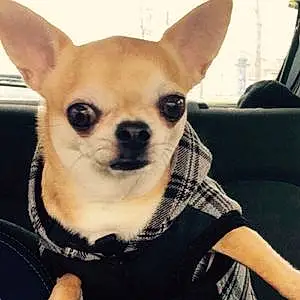 Nom Chihuahua Chien Gangster