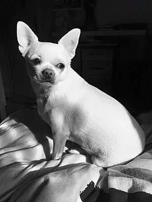 Nom Chihuahua Chien Ilou