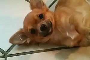 Nom Chihuahua Chien Kachou