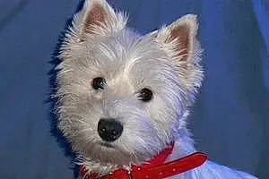 Nom West Highland White Terrier Chien Holy