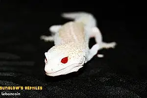 Nom NAC / Autre Gecko