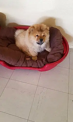 Nom Chow Chow Chien Kanel
