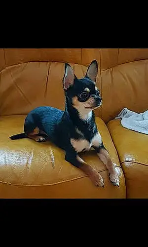 Nom Chihuahua Chien Loupiot