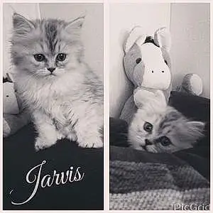 Nom Chat Jarvis