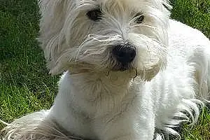 Nom West Highland White Terrier Chien Icar