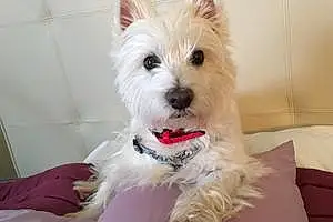 Nom West Highland White Terrier Chien Fina