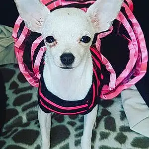 Nom Chihuahua Chien Margotte