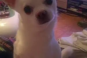 Nom Chihuahua Chien Isidor