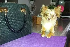 Nom Chihuahua Chien Lyska