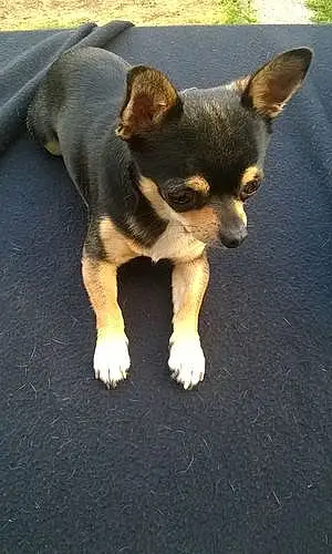 Nom Chihuahua Chien Doby