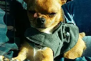 Nom Chihuahua Chien Matt