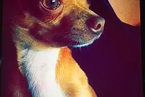 Nom Chihuahua Chien Julio