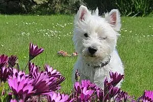 Nom West Highland White Terrier Chien Gwen