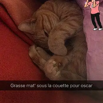 Oscar Loulou Le Chat