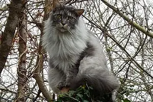 Nom Maine Coon Chat Glamour