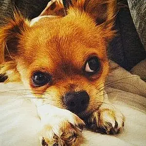 Nom Chihuahua Chien Isi