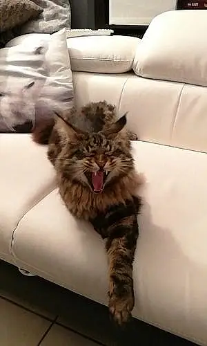 Nom Maine Coon Chat Lemmy