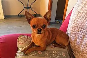 Nom Chihuahua Chien Fuego