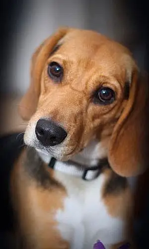 Nom Beagle Chien Luckie