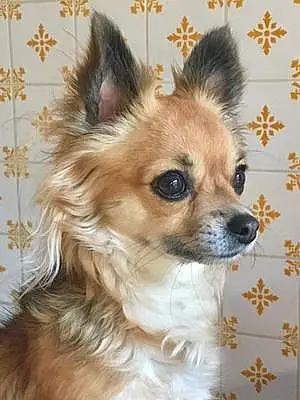 Nom Chihuahua Chien Lova