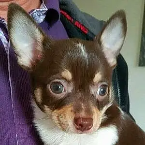 Nom Chihuahua Chien Leffe