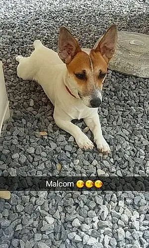 Nom Chien Malcolm