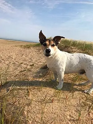 Nom Jack Russell Chien Diouk