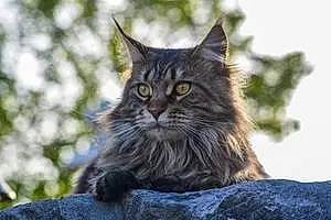 Nom Maine Coon Chat Lizy