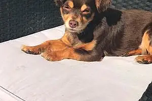 Nom Chihuahua Chien Heliott
