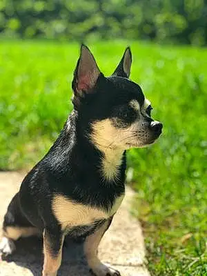 Nom Chihuahua Chien Emir