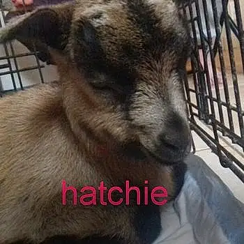Hatchie
