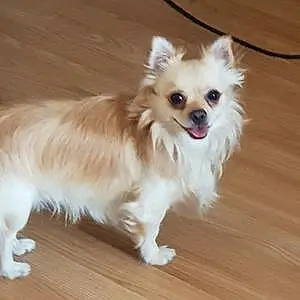 Nom Chihuahua Chien Melo