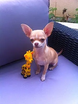Nom Chihuahua Chien Leffe