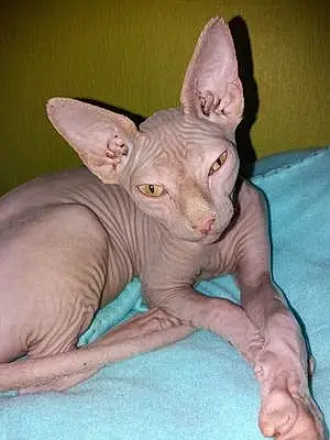 Nom Sphynx Chat Cassiopee