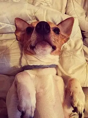 Nom Chihuahua Chien Locki
