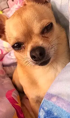 Nom Chihuahua Chien Bandi