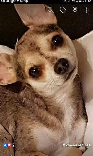 Nom Chihuahua Chien Kylie