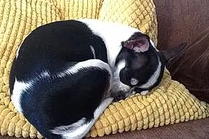 Nom Chihuahua Chien Lutèce