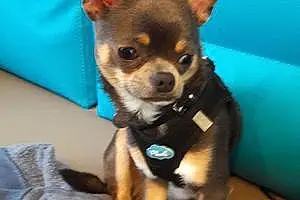 Nom Chihuahua Chien Dyson